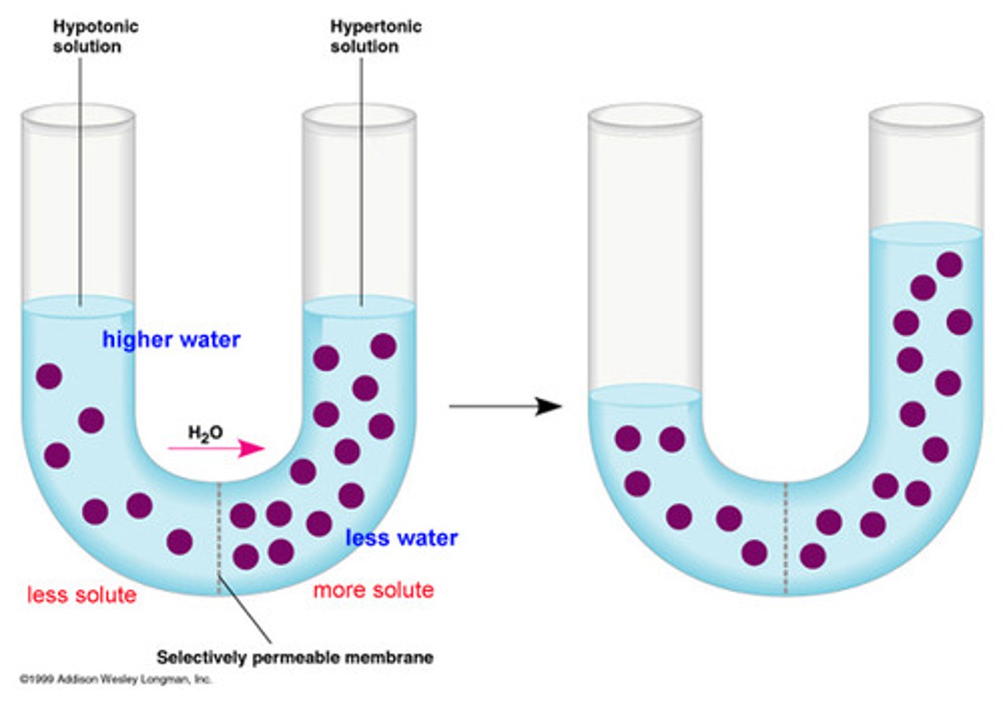 <p>the process by which water molecules diffuse across a cell membrane from an area of higher concentration to a area of lower concentration.</p>
