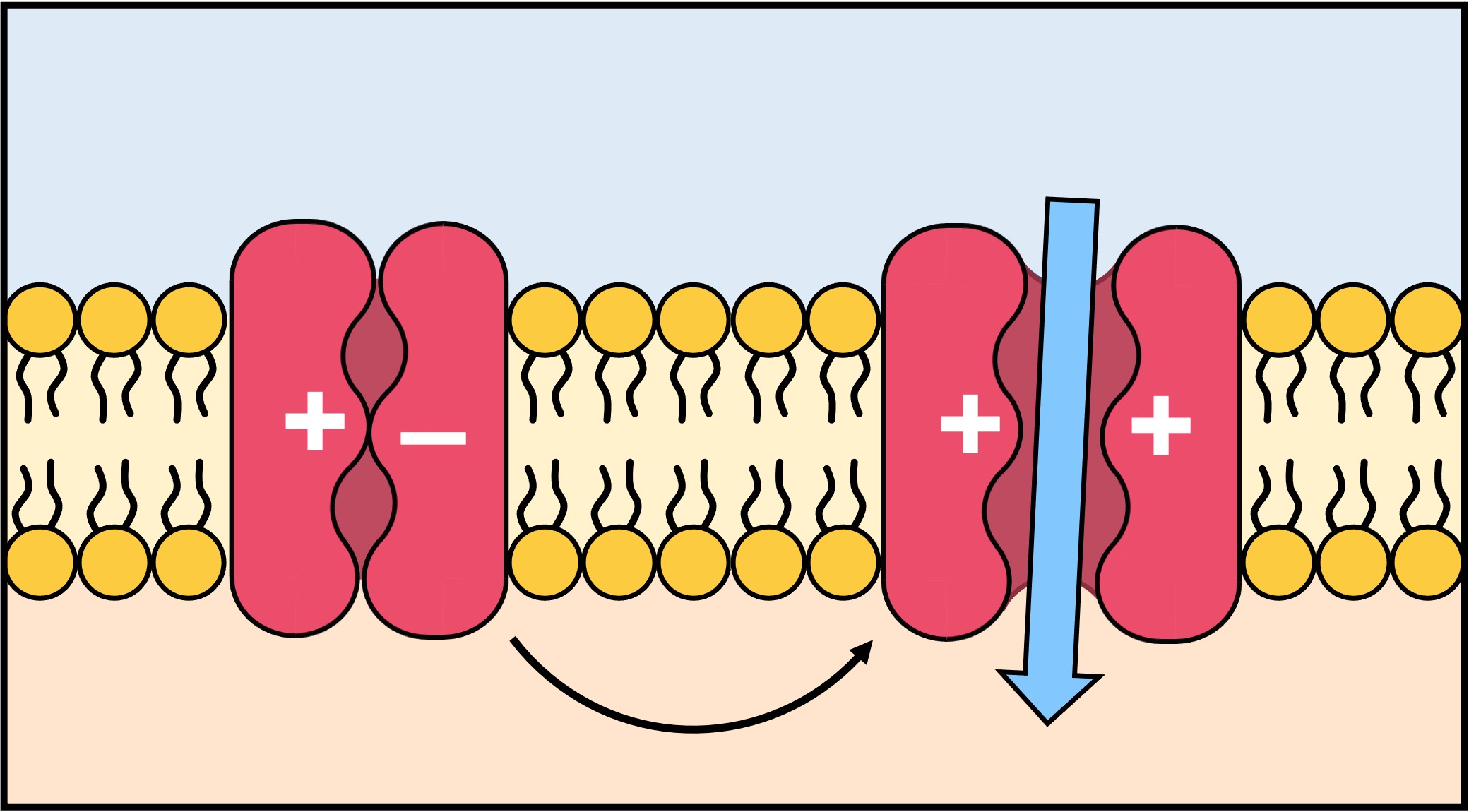 <p>membrane proteins w/ selective permeability for particular ions </p>