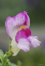 <p>The simple leaves are usually lance-shaped. The flowers are tubular, bilaterally symmetrical, and usually large with a closed liplike mouth that excludes most insects.</p>