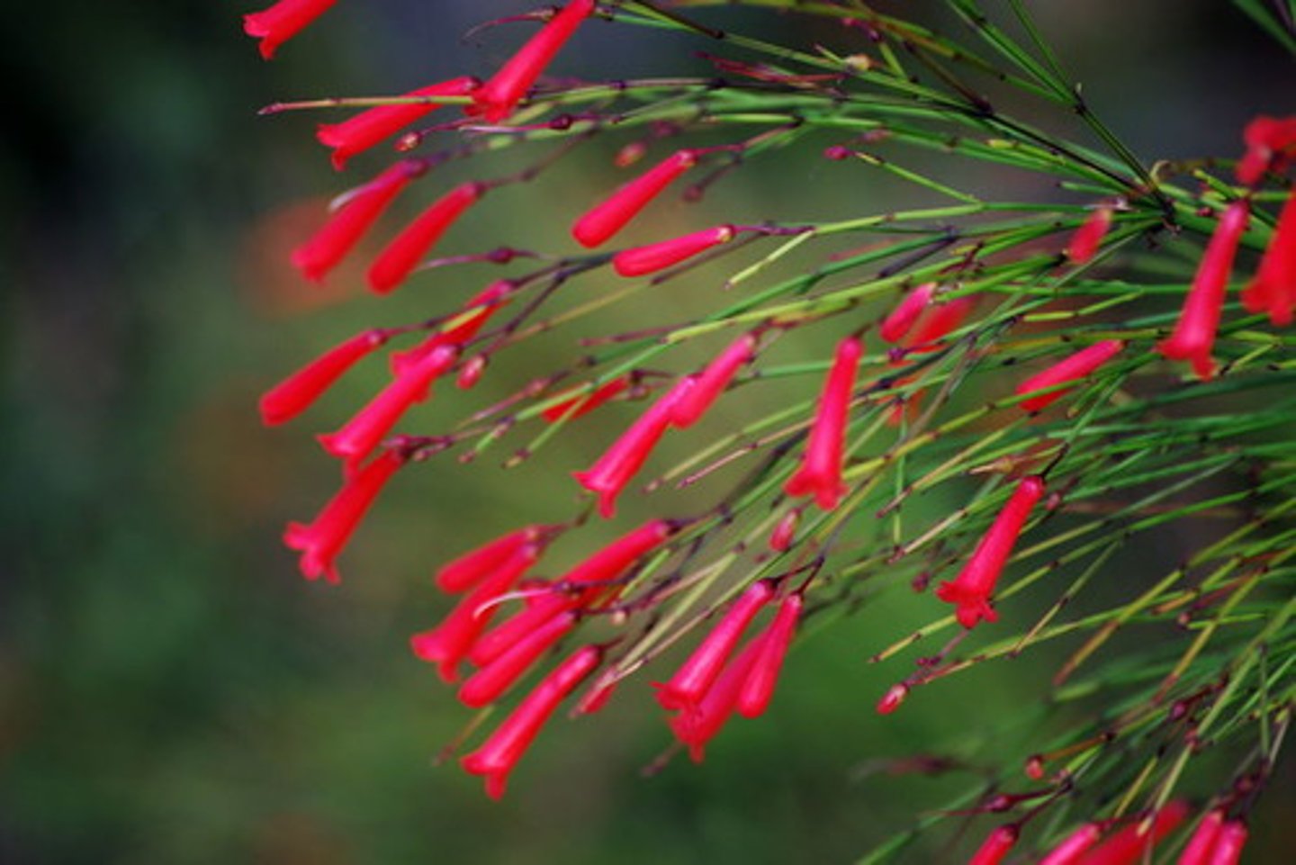 <p>firecracker plant</p>