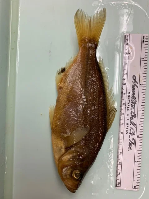<p>What fish is this?</p>