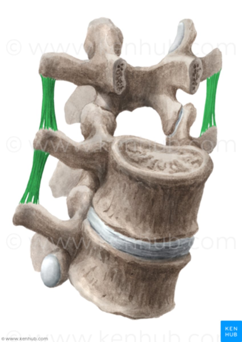 <p>connects transverse processes, checks rotation (primary) and flexion (accessory)</p>