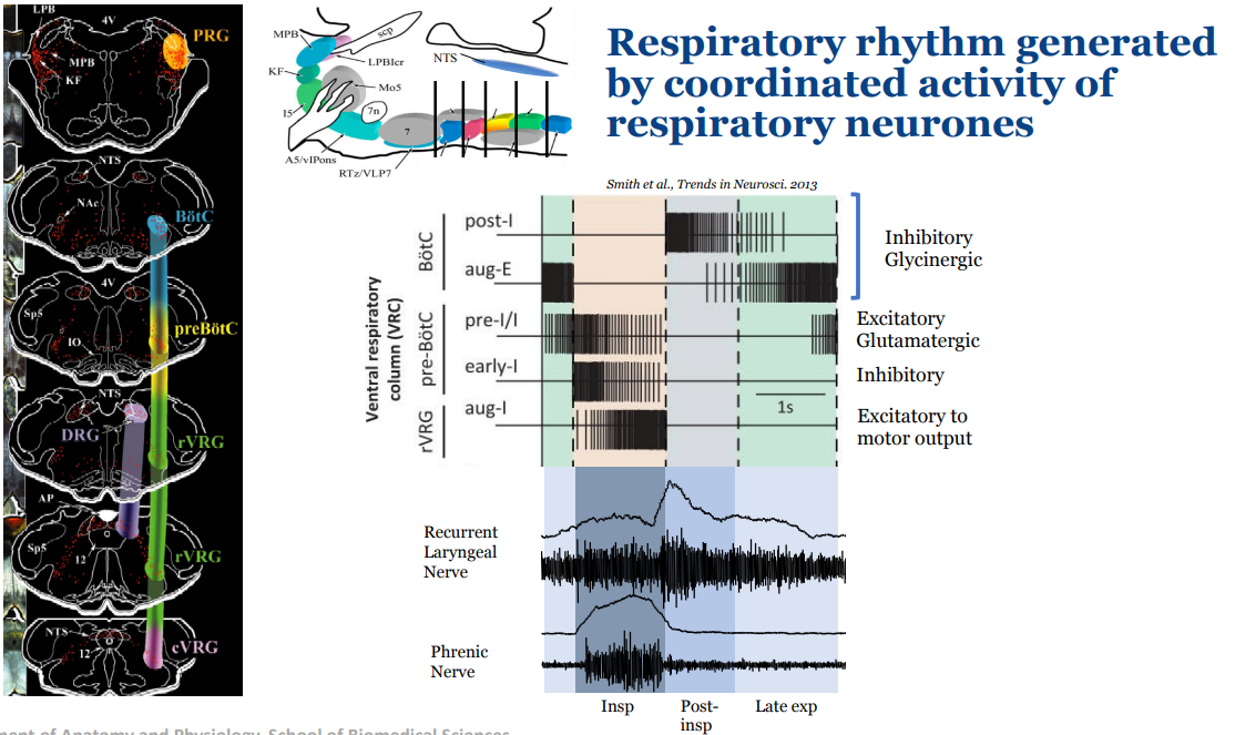 <p>There is some topographical organisation of the respiratory neurons</p><ul><li><p><span>Within the BötC, we have <strong>post-inspiratory </strong>and <strong>augmenting expiratory neurons</strong> (as one fades the other picks up through post-inspiratory and late expiratory phases)</span></p><ul><li><p><span>These tend to be inhibitory glycinergic</span></p></li><li><p><span>help terminate inspiration and reinforce expiration phase (respectively) by inhibiting inspiratory neurons and activity</span></p></li></ul></li><li><p><span>In the pre BötC, there are <strong>pre-inspiratory neurons </strong>(excitatory glutaminergic) and <strong>early inspiratory neurons</strong> (inhibitory)</span></p><ul><li><p><span>decrease in activity over the period of inspiration</span></p></li><li><p><span>trigger the onset of inspiratory bursts and shape the pattern of inspiratory activity </span></p></li></ul></li><li><p><span>In rVRG there are <strong>augmenting inspiratory</strong> (</span>excitatory to motor outputs)</p><ul><li><p><span>increase in activity over the period of inspiration</span></p></li><li><p><span>drive motor output to diaphragm and intercostals</span></p></li></ul></li></ul><p></p>
