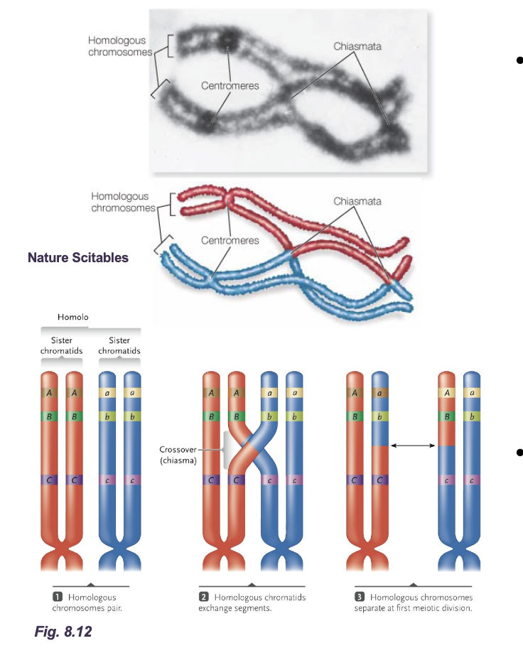 <p>Recombination in eukaryotes (swapping only the alleles) </p><ul><li><p>Homologous chromosomes align with each other during PROPHASE 1 and exchange of sections of NON-SISTER CHROMATIDS occur by CROSSING-OVER</p></li><li><p>Precise breakages of each strand </p></li><li><p>Equal exchange of CHROMATID material </p></li><li><p>Repair of breakage after GENETIC exchange </p></li><li><p>Genetic exchange can involve large sections of the homologous chromosomes creating new chromatids with various of 100’s of genes/alleles </p></li></ul><p></p>