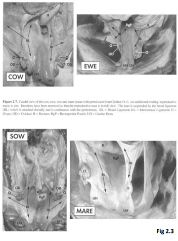 <ul><li><p>Mesovarium = Ovary</p></li><li><p>Mesosalpinx = Oviduct</p></li><li><p>Mesometrium = Uterus</p></li></ul>