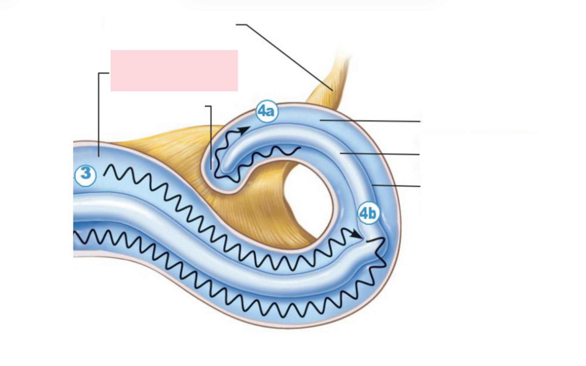 <p>Label the Diagram</p>