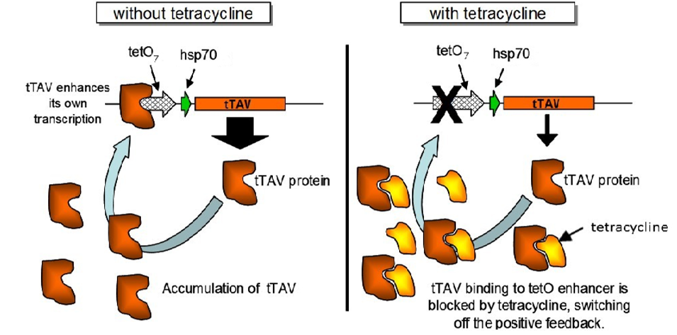 <p><span>Tetracycline-repressible transcriptional activator (tTAV) controls yhe binding site of tetracycline operator (TetO) creating positive feedback loop, allowing downstream creation of the gene causing late larval lethality</span></p><p></p><ul><li><p>the introduction of tetracycline prevents mortality</p></li></ul><p></p>