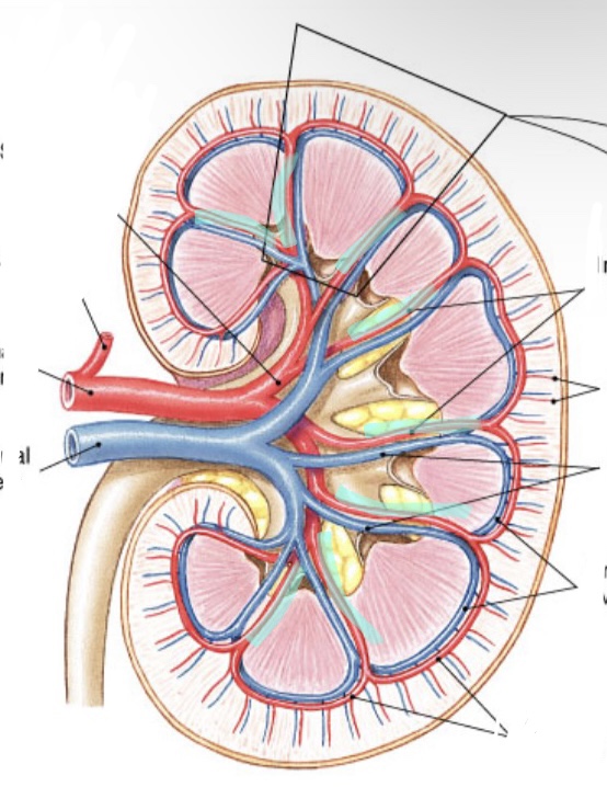 Between pyramids red is artery and blue is vein 