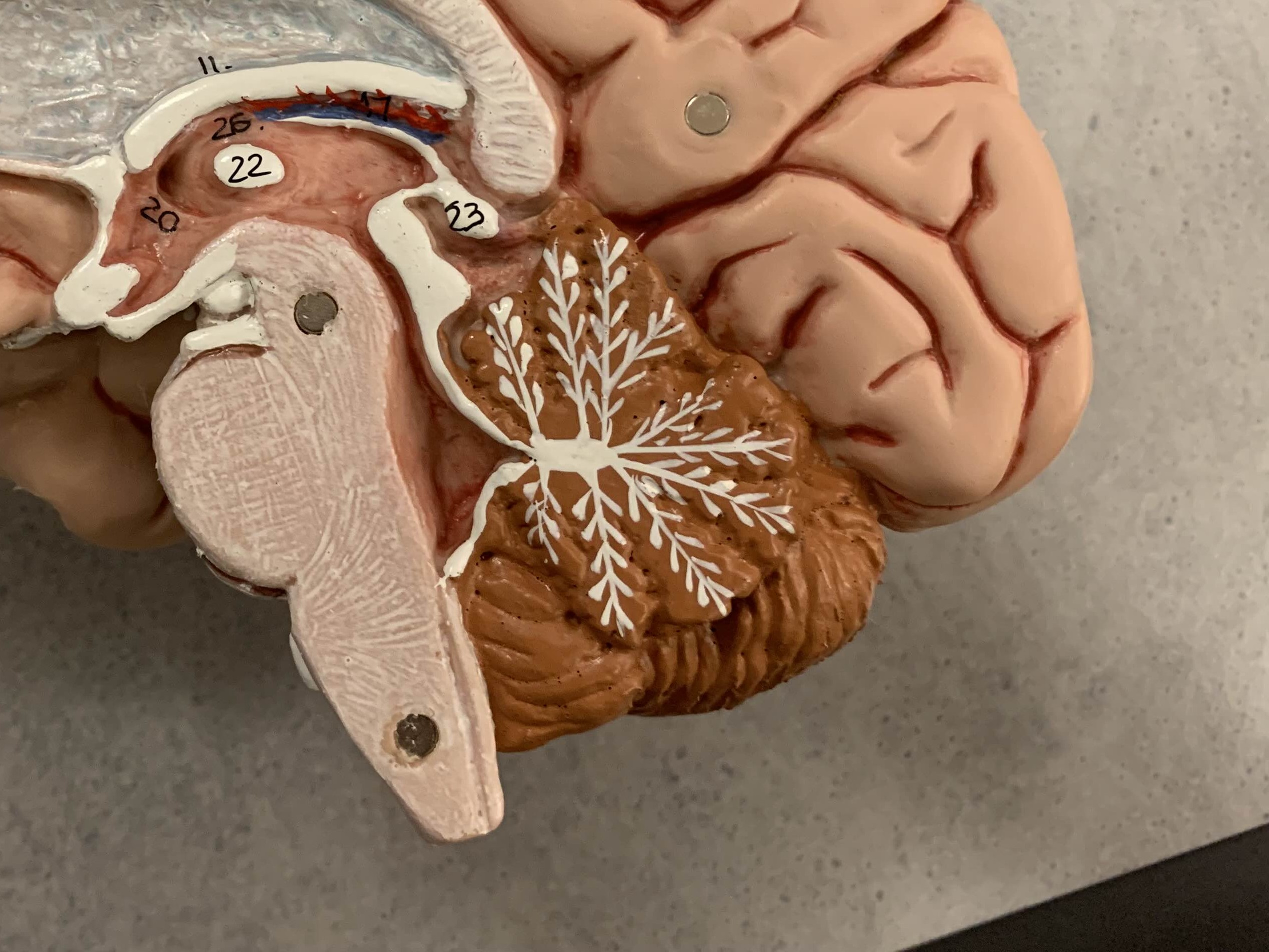 <p>Which part of the cerebellum is:</p><ul><li><p>Left and right halves of the cerebellum</p></li></ul><p></p>