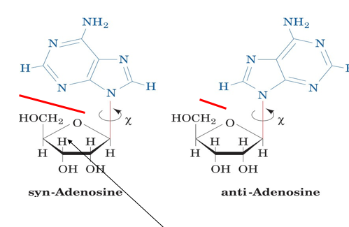 <p>syn and anti are rotational isomers, syn= same side, anti= facing away from each other</p><p>anti. this is because there are significantly more VDW clashes for syn than anti.</p><p>this means syn is higher in energy</p>