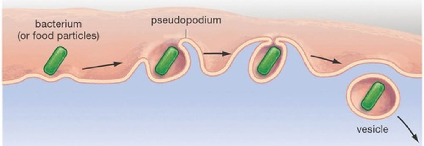<p>What is Phagocytosis? </p>
