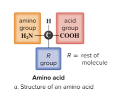 <p>an amino group, carboxyl group, and an R group. Each amino acid differs in its R group&nbsp;</p>