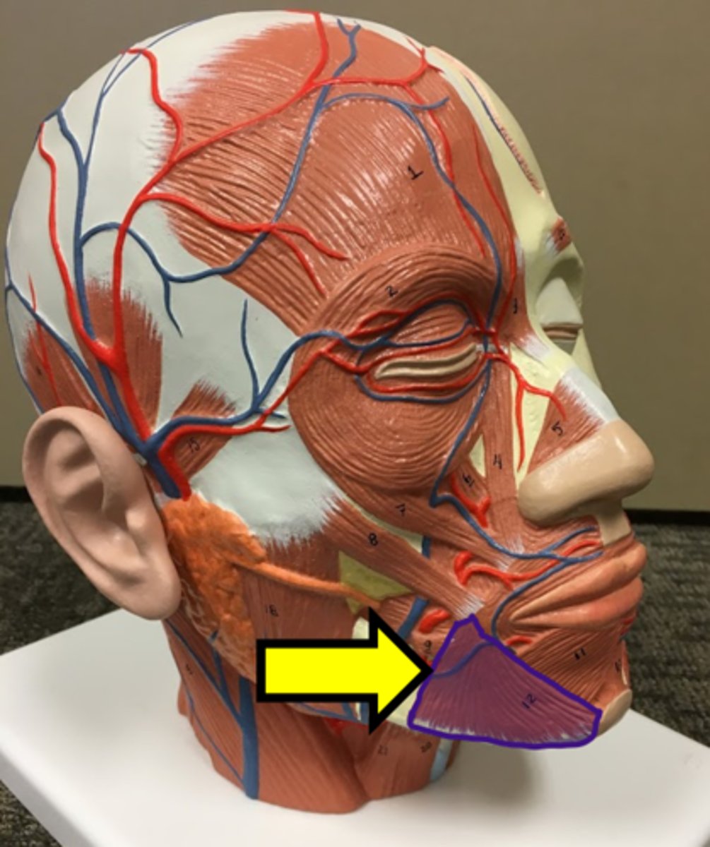 <p>Name the muscle</p>