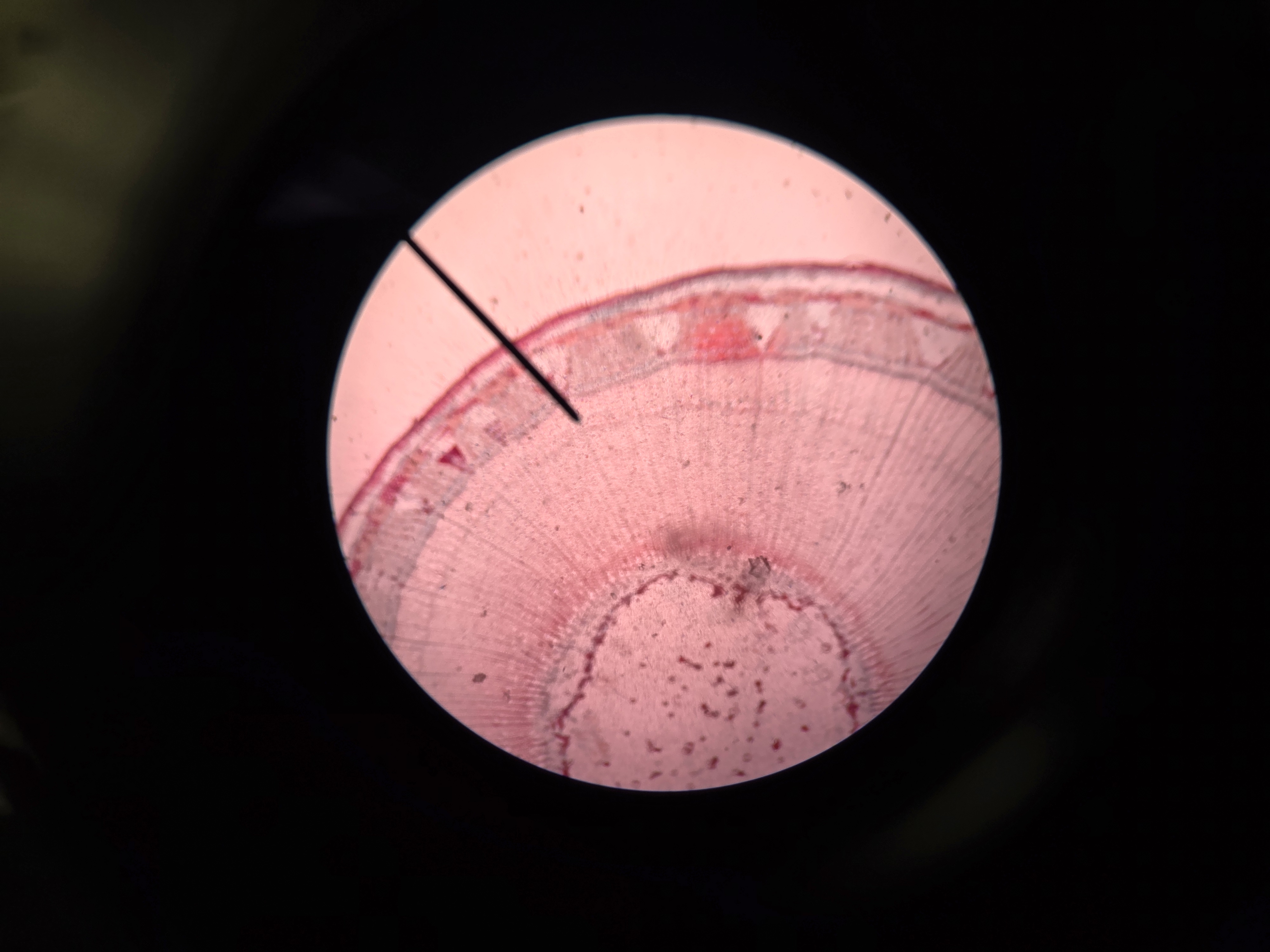 <p>What is being observed?</p>