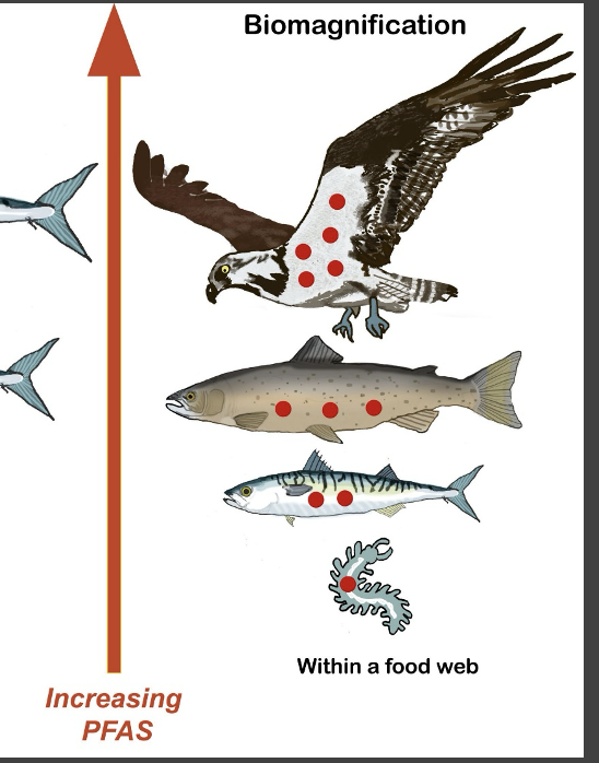 <p>what is biomagnification?</p>