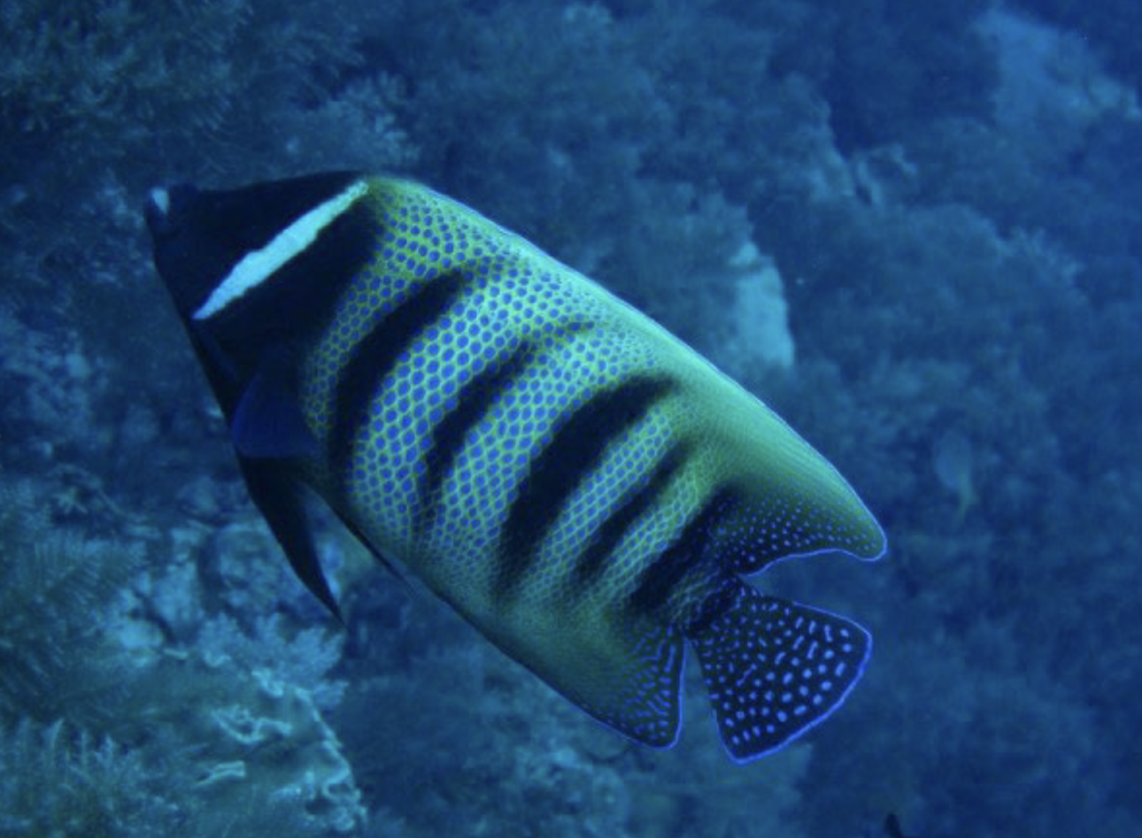 <p>Pomacanthidae</p>