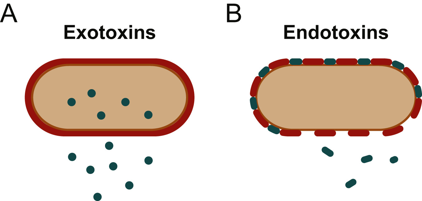 <p>What do endotoxins do </p>