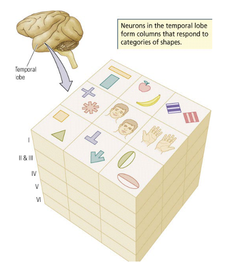 <p>Columnar organization:</p><ul><li><p>In Area TE of the <span style="color: red">temporal lobe, columns</span> host neurons that respond to <span style="color: red">categories of shapes</span> (e.g. faces, fruit).</p></li></ul><p></p>
