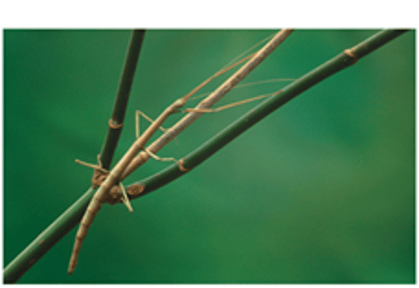 <p>an organism resembles an object in the environment to avoid detection from predators</p>