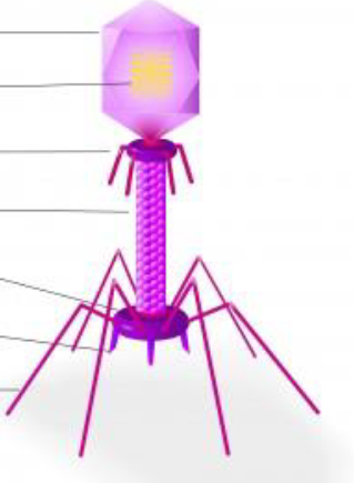 <p>What is in this picture and what are the parts? </p>