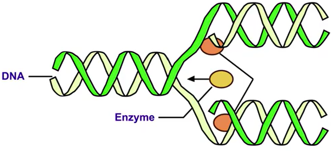<p>DNA needs to make more of itself</p>