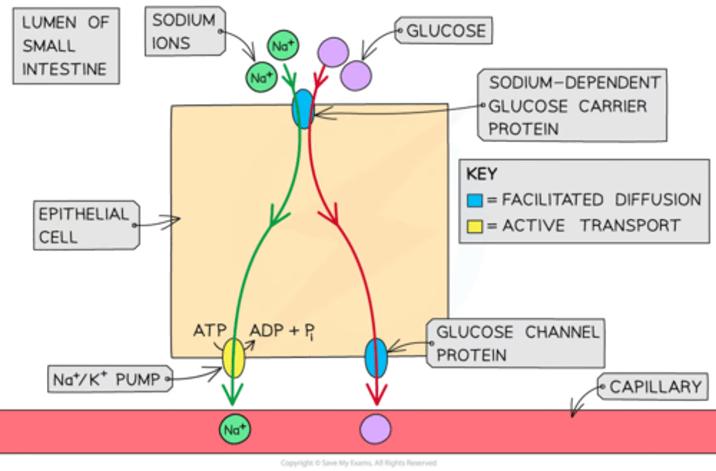 <p>1. Sodium ions are actively pumped out of the epithelial cells into the blood using the sodium-potassium pump</p><p>2. This decreases the concentration of sodium ions in the cells, creating a higher concentration of sodium ions in the lumen than in the epithelial cells</p><p>3. Sodium moves from the lumen into the epithelial cells by facilitated diffusion</p><p>4. As the sodium diffuses, it brings glucose with it by sodium co-transport through its co-transport proteins</p><p>5. The glucose moves out of the epithelial cells and into the blood by facilitated diffusion using a carrier protein, down the concentration gradient</p>