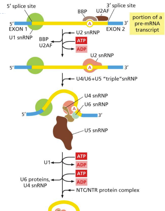 <ol><li><p class="Paragraph SCXW96599408 BCX0" style="text-align: left"><span>Spliceosome forms (6snRNPs) (called by SR proteins on exons)&nbsp;</span></p></li></ol><ol start="2"><li><p class="Paragraph SCXW96599408 BCX0" style="text-align: left"><span>2-step enzymatic reaction to remove introns&nbsp;</span></p></li></ol><ol start="3"><li><p class="Paragraph SCXW96599408 BCX0" style="text-align: left"><span>The 2 neighboring exons are joined together&nbsp;</span></p></li></ol><ol start="4"><li><p class="Paragraph SCXW96599408 BCX0" style="text-align: left"><span>Exon junction complex protein binds where the intron use to be to indicate that the RNA has undergone splicing successfully&nbsp;</span></p><ul><li><p class="Paragraph SCXW96599408 BCX0" style="text-align: left"><span>Both exons &amp; introns are transcribed into RNA but introns are removed with splicing&nbsp;</span></p></li><li><p class="Paragraph SCXW96599408 BCX0" style="text-align: left"><span>Splicing proteins wait at C terminal domain&nbsp;</span></p></li><li><p class="Paragraph SCXW96599408 BCX0" style="text-align: left"><span>snRNA join exons together&nbsp;</span></p></li></ul></li></ol><p class="Paragraph SCXW96599408 BCX0" style="text-align: left">OR </p><p class="Paragraph SCXW96599408 BCX0" style="text-align: left"><span>1. snRNPs bind to consensus sequences (form spliceosome to sites)			</span></p><p class="Paragraph SCXW96599408 BCX0" style="text-align: left"><span>2. (1<sup>st</sup> rxn) 5’ splice site binds to branch point (lariat form) (exon 1 released)		</span></p><p class="Paragraph SCXW96599408 BCX0" style="text-align: left"><span>3. (2<sup>nd</sup> rxn) 3’ OH in exon 1 piece binds to phosphate in 3’ splice site (releasing intron)&nbsp;</span></p><p></p>