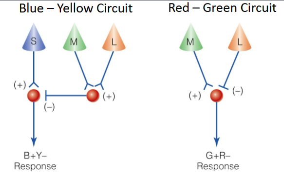 <p>colors are discriminated by opposing responses generated by blue and yellow and by green and red&nbsp;</p><p>Circuits located in retina and LGN (like a seasaw): tells the difference&nbsp;</p><p>Respond in an opposing fashion, such as negatively to red and positively to green&nbsp;(the neuron fires more for green but fire less for red)</p>
