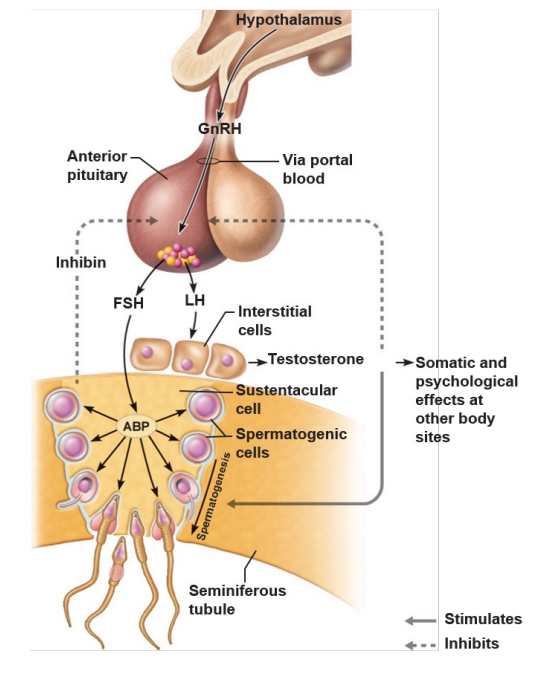 <p>o Hypothalamus secretes GnRH </p><p>o GnRH stimulates the anterior pituitary to secrete FSH and LH </p><p>o LH stimulates cells in the testes to release testosterone </p><p>o Testosterone is the final trigger for spermatogenesis</p><p> o FSH causes other cells to release androgen-binding protein (ABP), which makes spermatogenic cells receptive to testosterone</p><p> o Feedback inhibition on the hypothalamus and pituitary results from rising levels of testosterone and inhibin (released when sperm count is high)</p>