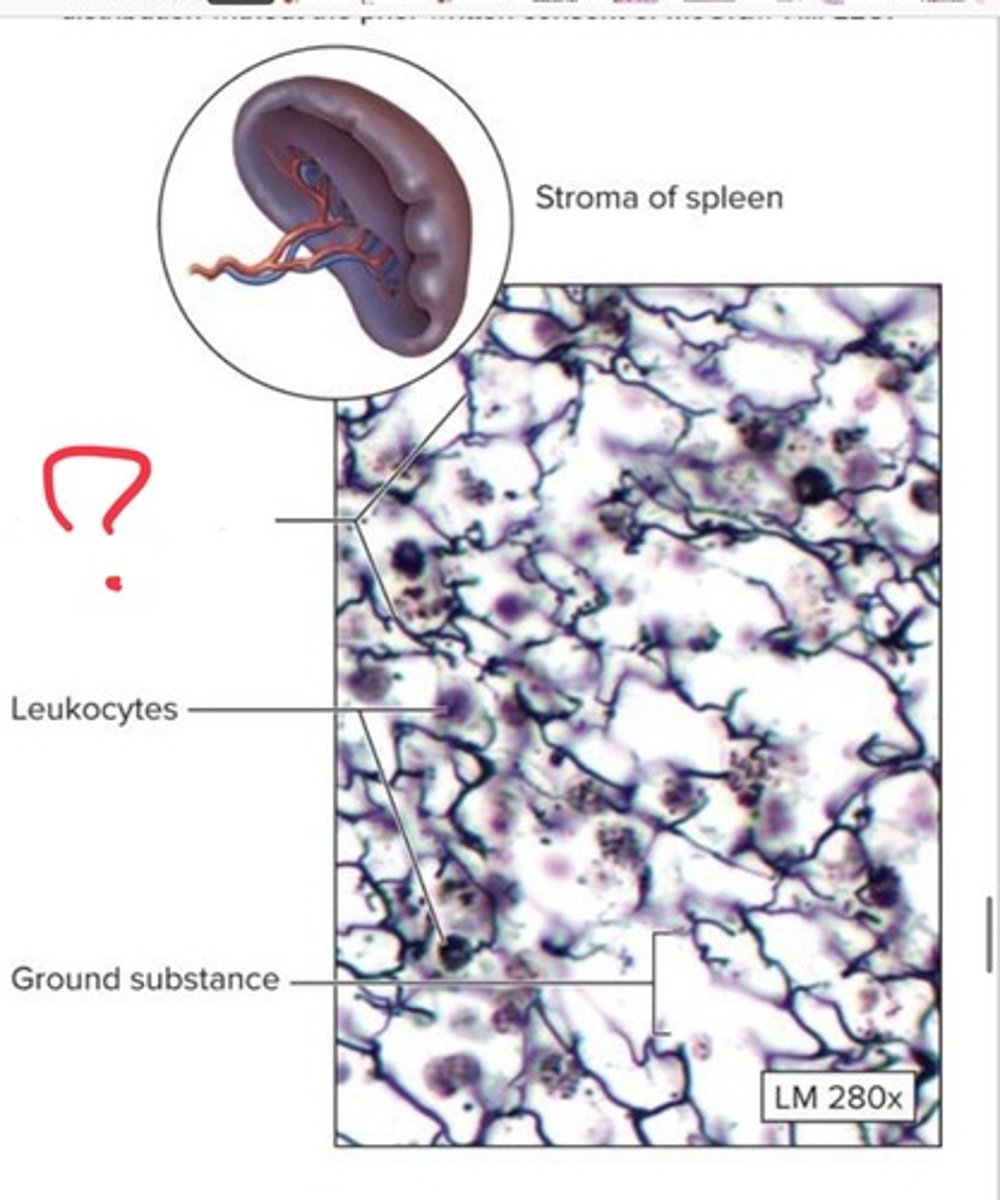 <p>What loose connective tissue is this?</p>