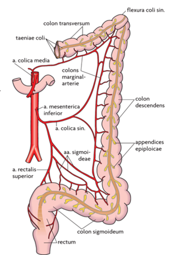 a. mesenterica inf. 
 → a. colica sin.
 → aa. sigmoideae
 → a. rectalis superior

Løber til en marginal arterie, der ligger langs colon i hele dens længde

Venerne følger arterierne og går til v. portae 
En del af venerne fra colon ascendens danner anastomoser med venerne i bugvæggen, og dermed *porta-cava anastomoser*

Lymfen går til lymfeknuder lang a. mesenterica inferior, og dernæst til lnn. mesenterici