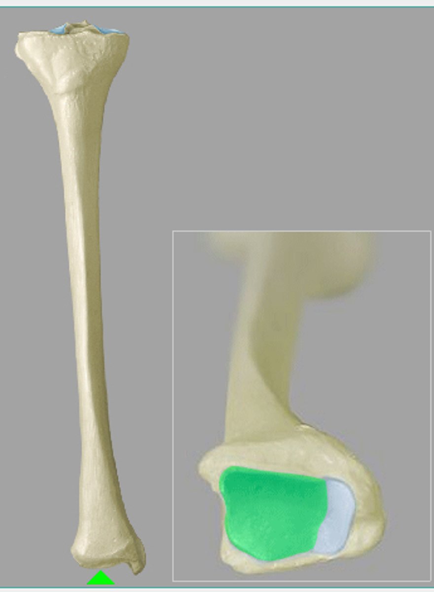 <p>facies articularis inferior</p>