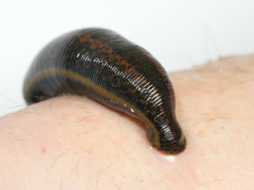 <ul><li><p>Kingdom: Animalia​, Phylum: Annelida (segmented worm)​, Class: Hirudinea</p></li><li><p>Blood-feeding, ringed ectoparasites of wild and domestic animals</p></li><li><p>Mostly fresh-water, some marine and land varieties</p></li></ul><p></p>