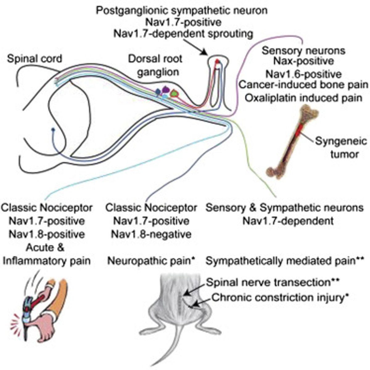 <p>voltage-gated sodium channels</p><p>- focus on the three in the PNS: 1.7, 1.8, and 1.9</p><p>Nav 1.7: olfaction, nociception</p><p>Nav 1.8: nociception</p><p>Nav 1.9: threshold maintenance</p><p>- when dysfunctional -> pain</p>