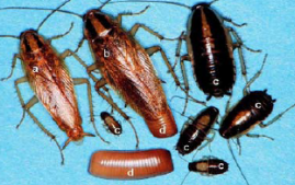 <ul><li><p><span style="background-color: transparent;"><span>Small (12-16 mm), light brown to yellow, with 2 longitudinal stripes that are darker brown on the thorax</span></span></p></li></ul><p></p>