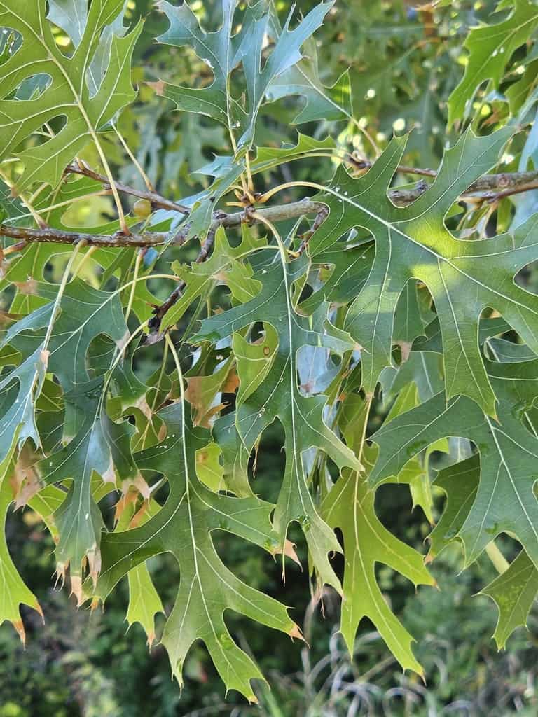 <p>Quercus shurmardii</p>