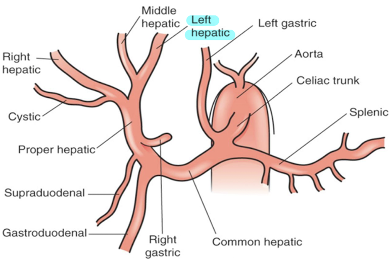 <p>supplies <mark data-color="yellow" style="background-color: yellow; color: inherit;">LLL</mark> and <mark data-color="yellow" style="background-color: yellow; color: inherit;">caudate</mark> lobe</p>