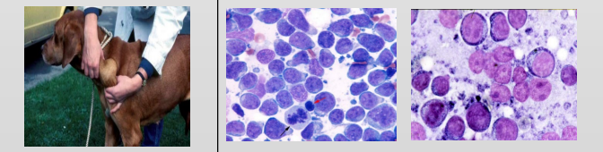 <p>What is this?</p><p>Describe the cells</p>