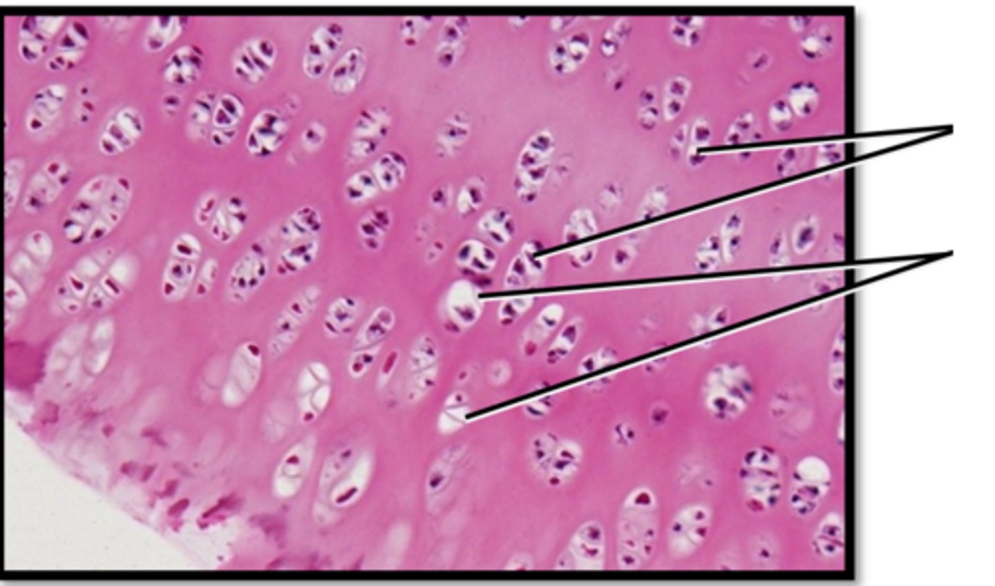 <p>Name this tissues location</p>