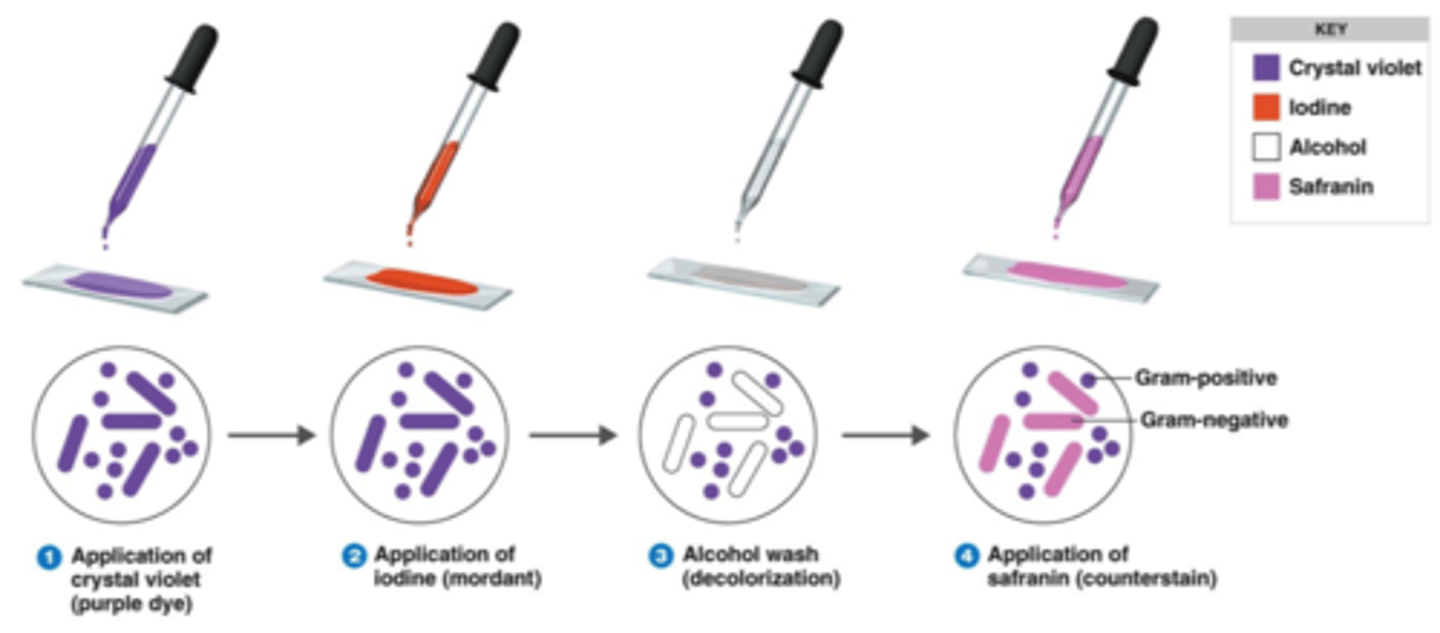 <p>Gram stain is a purple stain. It sticks to the Cell Wall Layer composed of Peptidoglycan. This is followed by a weaker pink counter-stain, which is only visible if that purple stain does not stick.</p><p>Gram-positive bacteria will hold onto the gram stain, making them purple. Because gram-negative bacteria have so little peptidoglycan, the gram stain will essentially not stick, but rather wash right off, permitting the pink appearance from the counter-stain.</p>