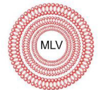 <p>What is the size of multilamellar vesicle?</p>