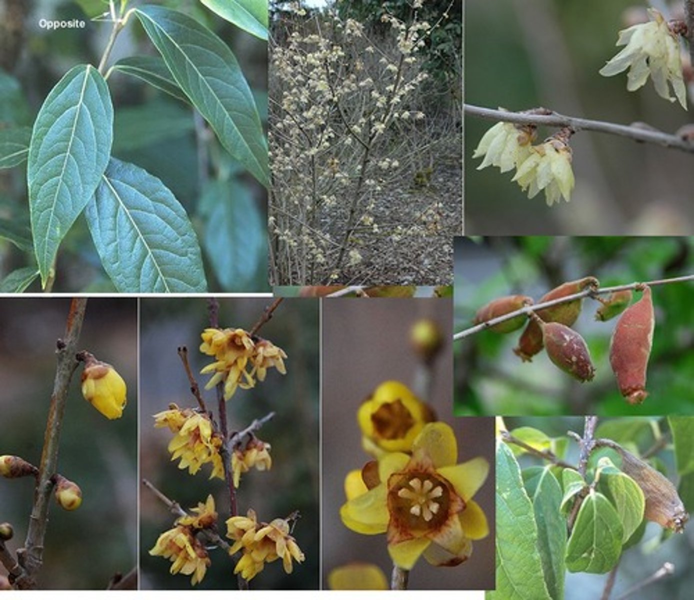 <p>Wintersweet</p>