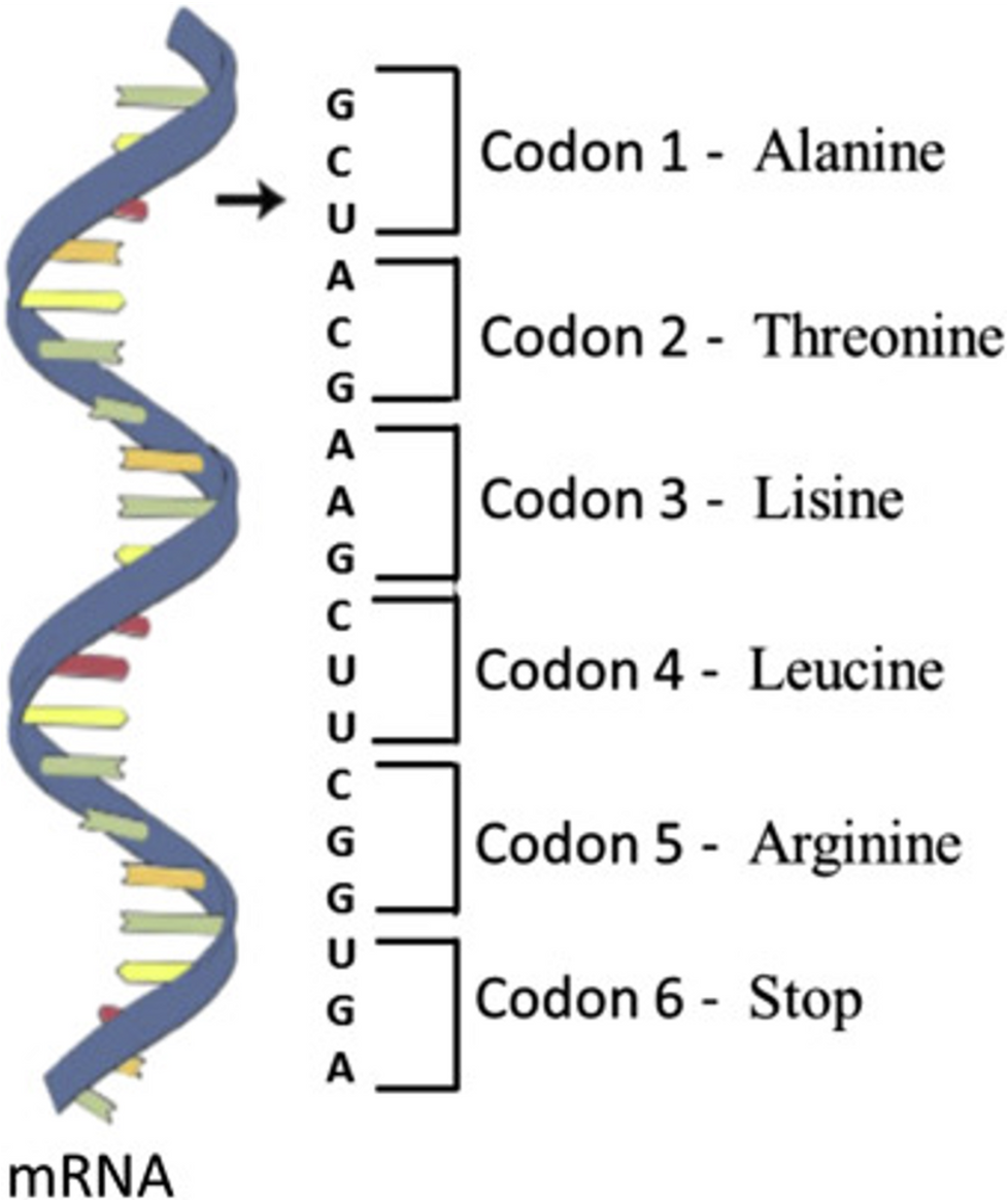<p><span>•The order of the bases along the DNA strand is called the genetic code.</span></p><p><span>•Each gene codes (contains instructions) for the production of a specific protein.</span></p>