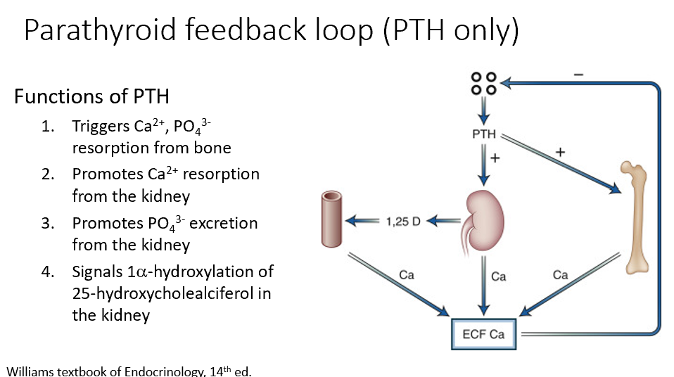 <ul><li><p>Triggers <strong>Ca2+, PO43- resorption from bone </strong>(increases Ca levels)</p></li><li><p>Promotes <strong>Ca2+ resorption</strong> f<strong>rom the kidney </strong>(increases Ca levels)</p></li><li><p>Promotes <strong>PO43- <u>excretion</u> from the kidney </strong>(minimizing calcification risk)</p></li><li><p><strong>Signals 1alpha-hydroxylation</strong> of 25-hydroxycholealciferol in the kidney (increases Ca levels)</p></li></ul><p></p><p></p>
