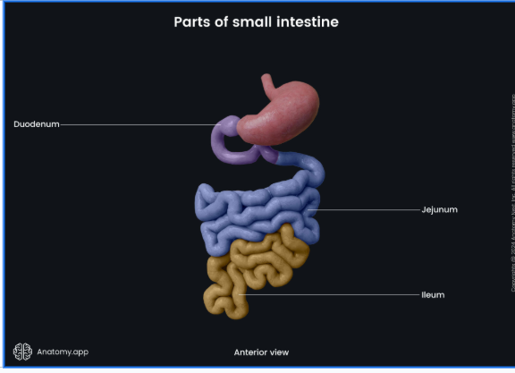 <ul><li><p>apart of small intestine </p></li></ul><p></p>