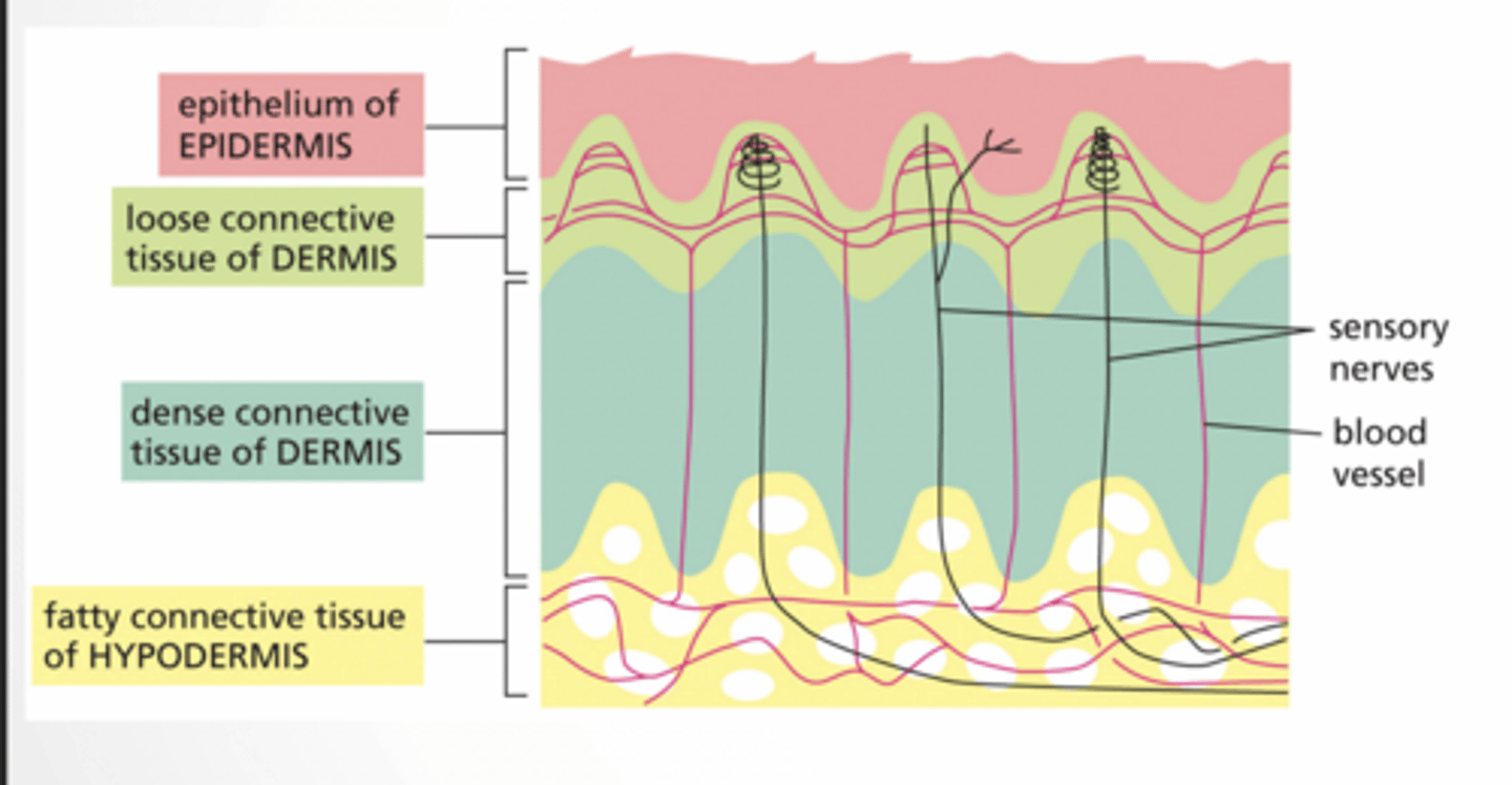 <p>TISSUES</p><p>TISSUE ARE MADE OF MULTIPLE TYPES OF CELLS</p><p>Organs = multiple tissue layers working together</p><p>Skin is NOT just one cell type</p><p>It has:</p><p>epithelium (top layer)</p><p>connective tissue (middle)</p><p>fat (bottom)</p><p>Epithelial types </p><p>columnar</p><p>cuboidal</p><p>stratified</p><p>squamous</p><p>basal lamina</p><p>Epidermis </p><p>top = dead protective layer</p><p>keratinocytes → structure</p><p>melanocytes → pigment</p><p>Langerhans → immune</p><p>Loose connective tissue = spread out cells + immune cells</p><p>immune defense</p><p>flexible</p><p>dense connective tissue of dermis</p><p>Dense connective tissue = tight fibers</p><p>strong (tendons, dermis)</p><p>less space, fewer cells</p>