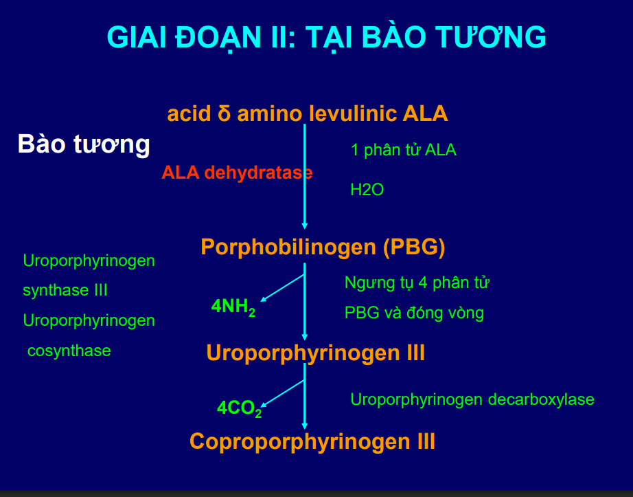 <p>ALA+ALA→porphobilinogen(PBG) xúc tác <span style="color: rgb(200, 56, 56);">ALA dehydrogenase</span></p><p>Porphobilinogen→Uroporphynogen III xúc tác Uroporphynogen synthase và uroporphynogen cosynthase</p><p>Uroporphynogen→coproporphynogen III xúc tác uroporphynogen carboxylase</p>