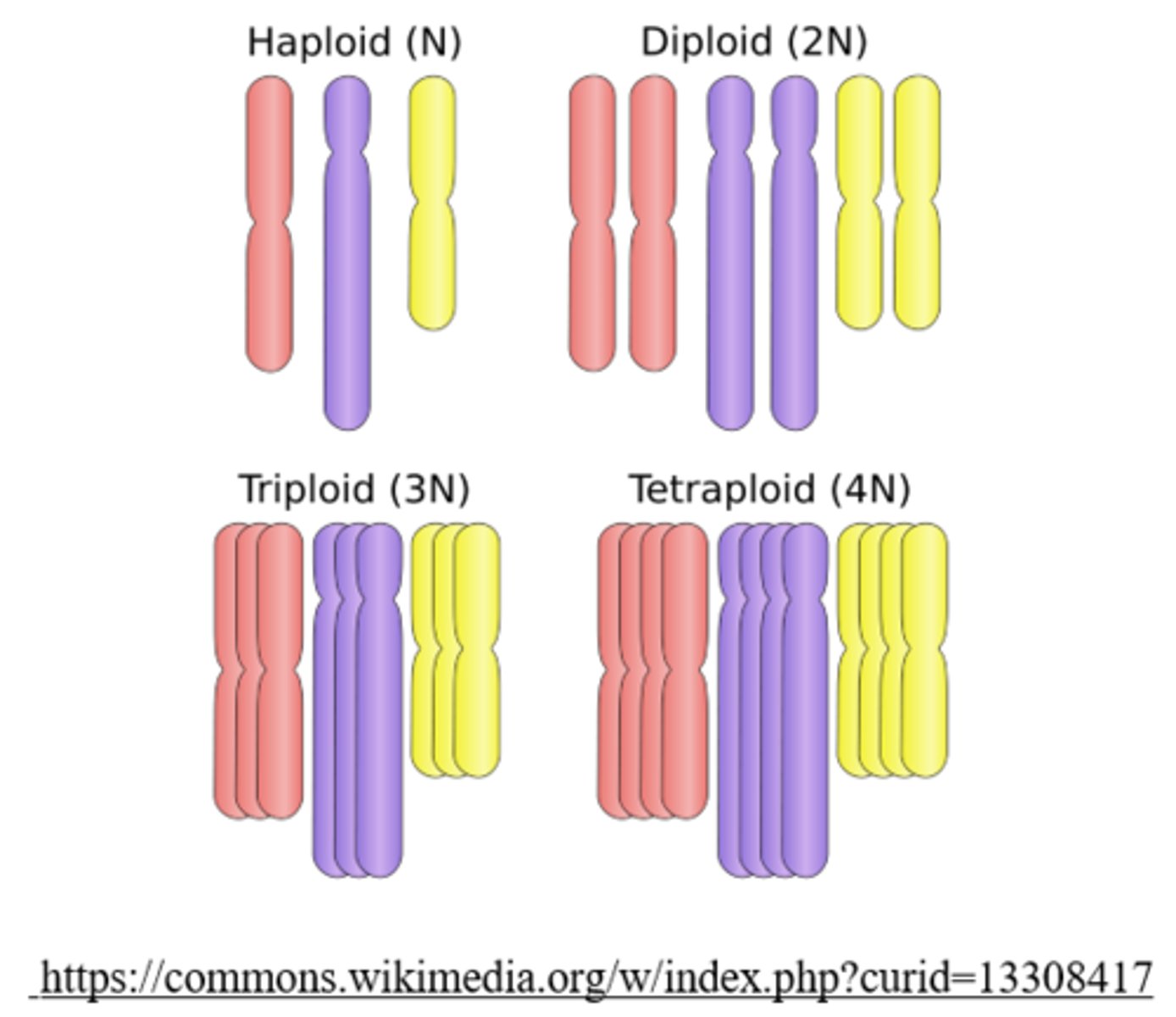 <p>the number of chromosome sets found in a cell</p>