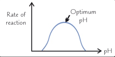 <ol><li><p>Enzymes have an optimum pH which if altered can cause the active site to change shape and denature</p></li><li><p>Enzymes can have different pHs</p></li></ol>