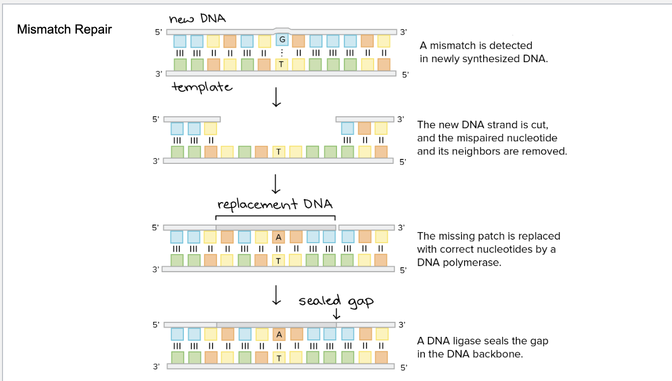 <ol><li><p>mismatch of nucleotides is recognized by DNA polymerase </p></li><li><p>DNA strand is cut and the neighboring nucleotides are also cut </p></li><li><p>Mismatched strand is replaced with correct order </p></li><li><p>DNA ligase seals the strand together </p></li></ol><p></p>